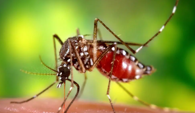 Sốt vàng da là một căn bệnh do virus lây truyền qua vết đốt của muỗi Aedes và Haemagogus.