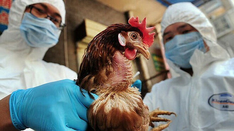 Các chuyên gia dịch tễ đang tiếp tục nghiên cứu sâu tìm hiểu về virus H5N1 tấn công bé A., ảnh minh họa