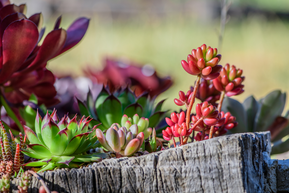 Cây xương rồng và sen đá (Succulents & Cacti) - Đây là lựa chọn hoàn hảo cho những ai hay quên tưới nước. Cây nha đam (aloe vera) trong nhóm này còn có đặc tính chữa lành vết thương và bỏng. Tuy nhiên, cần dùng đất thoát nước tốt và đừng tưới quá nhiều vì quá nhiều nước sẽ làm chúng chết.