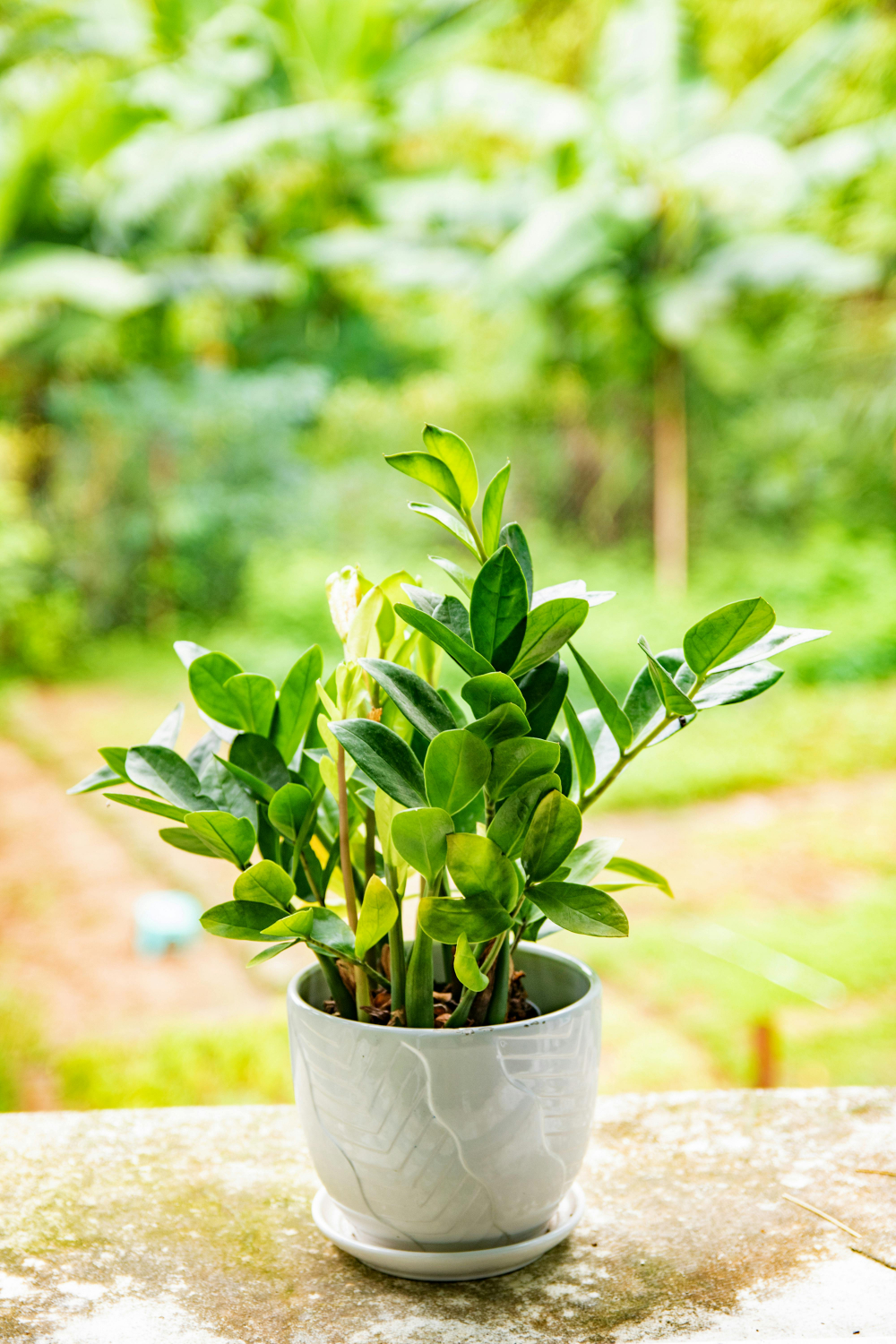 Cây kim tiền - Cây kim tiền cần khoảng 6 giờ ánh sáng gián tiếp mỗi ngày và tưới 2-3 tuần 1 lần. Tuy nhiên, bạn nên để xa trẻ nhỏ và vật nuôi vì lá của nó có thể gây độc nếu ăn phải.