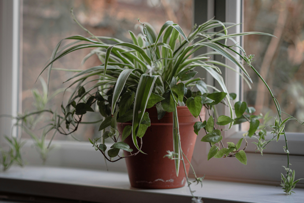 Cây dây nhện (Spider Plant) - Cây dây nhện (tên khoa học Chlorophytum comosum) rất dễ sống, “có thể sống sót cả khi bị lãng quên”. Chúng có thể sống trong điều kiện ánh sáng yếu và thích hợp để treo hoặc để trên giá. Các cây con (gọi là “pups”) mọc ra từ cây mẹ có thể dễ dàng tách ra và trồng riêng.