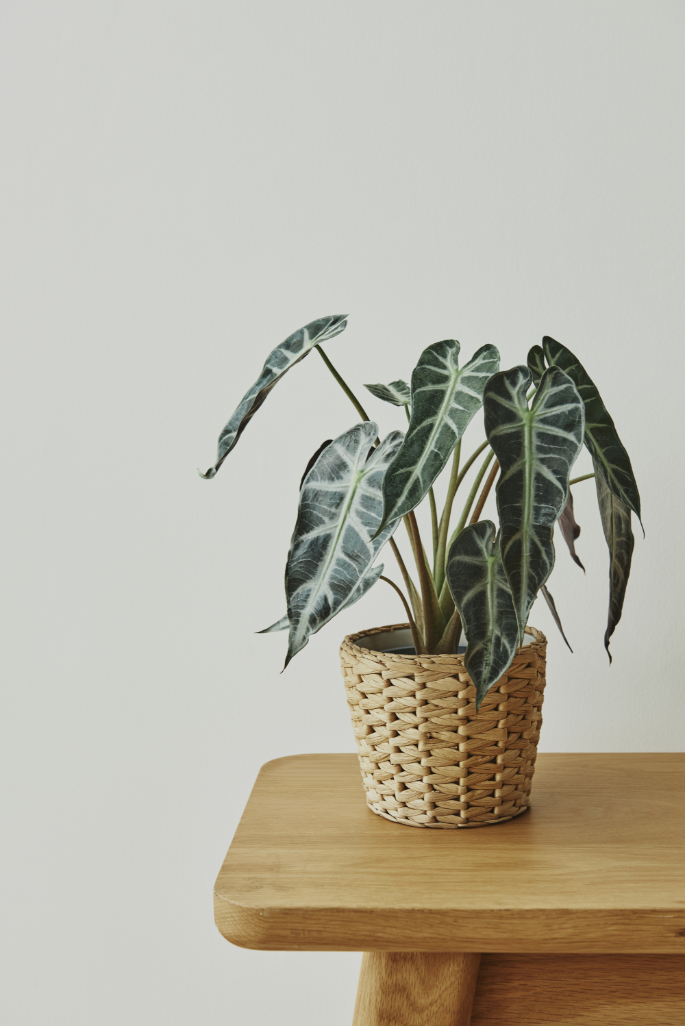Cây tai voi (Elephant Ear) - Cây tai voi cần nhiều nước và không gian vì có thể phát triển rất lớn. Tuy nhiên, lá cây có thể gây phồng rộp miệng, buồn nôn và sưng lưỡi, miệng và mắt nếu ăn phải.