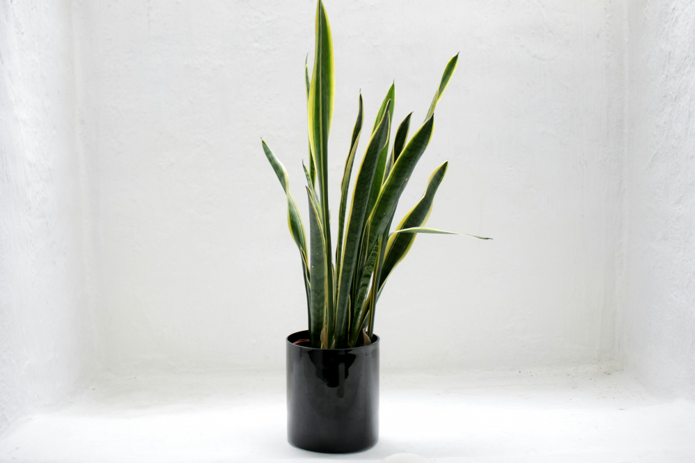 Cây lưỡi hổ (Snake Plant) - Cây lưỡi hổ có lá mọc thẳng đứng, rất dễ chăm sóc. Chỉ cần tưới khi đất khô, chúng có thể sống ở bất kỳ môi trường ánh sáng nào và gần như không cần chăm sóc thường xuyên. Tuy nhiên, chúng cũng độc đối với vật nuôi.