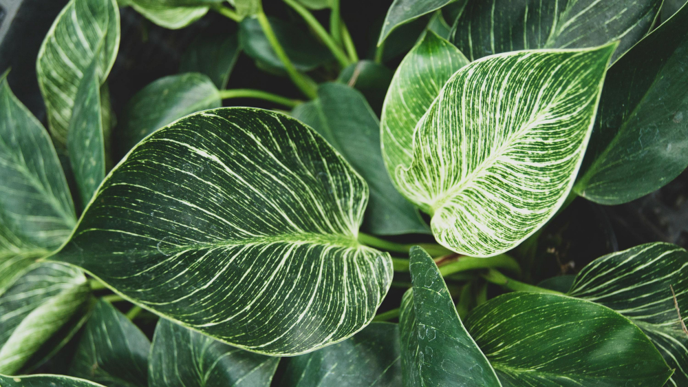 Trầu bà Philodendron - Trầu bà Philodendron rất dễ trồng, có thể sống tốt trong nhà nếu được cung cấp đủ ánh sáng gián tiếp và nước. Chúng phát triển tốt ở nhiệt độ trong nhà thông thường. Có rất nhiều giống khác nhau để lựa chọn như birkin, heartleaf, imperial green... Đây là loại cây lý tưởng cho người mới bắt đầu.