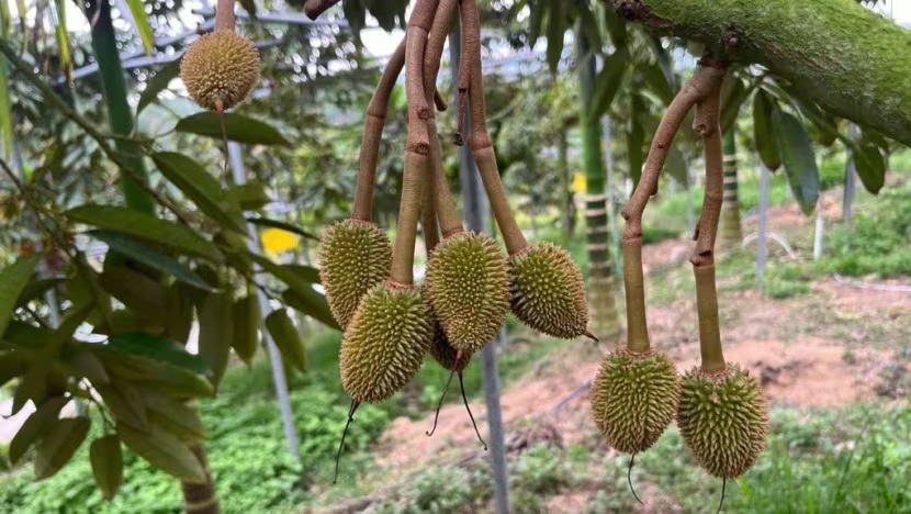 Những chùm sầu riêng non trồng tại nhà – có kích thước bằng quả anh đào – tại một vườn cây ăn quả ở tỉnh Hải Nam, Trung Quốc - Ảnh: SCMP/Ji Siqi