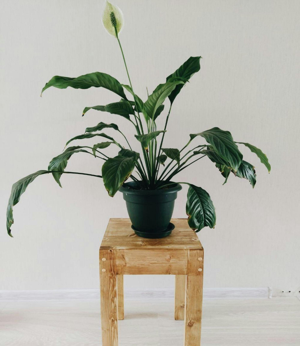 Cây lan ý (Peace Lily) - Lan ý dễ chăm sóc và phù hợp với không gian ít sáng. Chúng báo hiệu cần nước bằng cách héo nhẹ. Cây có thể sống nhiều năm và nở hoa trắng thường xuyên. Tuy nhiên, nếu trẻ nhỏ và vật nuôi ăn phải, có thể bị nôn mửa hoặc sưng lưỡi.