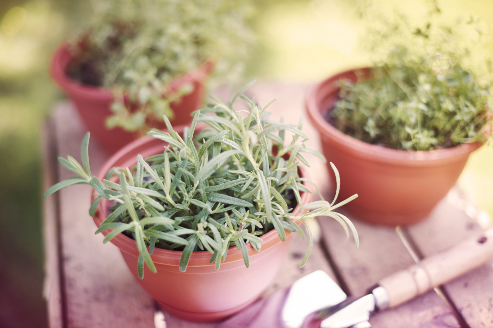 Các loại thảo mộc (Herbs) - Những chậu thảo mộc nhỏ như húng quế, ngò tây, hương thảo hay bạc hà không chỉ giúp gian bếp thêm xanh mát mà còn góp phần vào lối sống lành mạnh. Một số loại như hoa cúc và oải hương còn có tác dụng giảm lo âu. Khi được sử dụng làm trà hoặc gia vị, các loại thảo mộc này cung cấp vitamin, khoáng chất và chất chống ô xy hóa tốt cho sức khỏe - Ảnh: Freepik