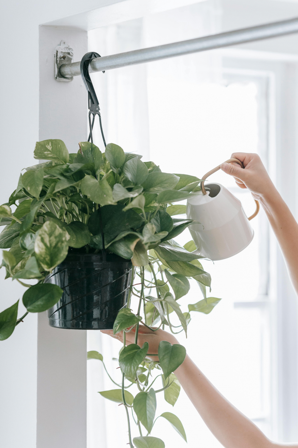Cây trầu bà (Pothos) - Trầu bà có lá hình trái tim, màu xanh hoặc pha vàng. Chúng rất dễ trồng, chỉ cần ánh sáng gián tiếp và không cần tưới nước thường xuyên. Với hình dáng đẹp và dễ sống, chúng mang lại cảm giác thư giãn và gần gũi với thiên nhiên.