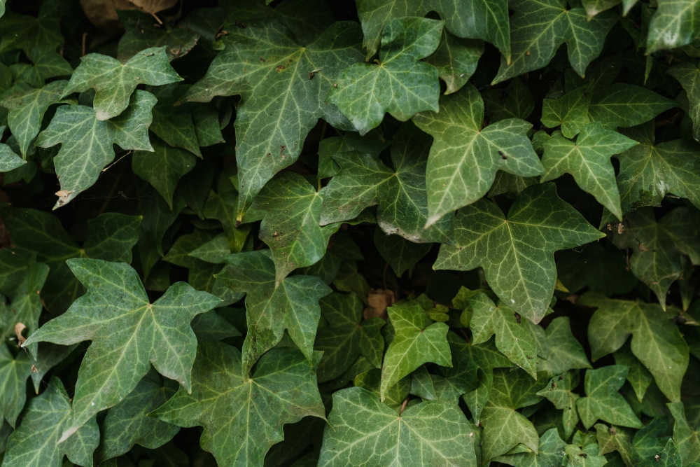 Cây thường xuân (English Ivy) - Cây thường xuân có thể trồng trong nhà hoặc ngoài trời, đặc biệt thích hợp trong chậu treo hoặc để leo lên giàn. Chúng phát triển tốt dưới ánh sáng trực tiếp và cần tưới kỹ khi đất khô.