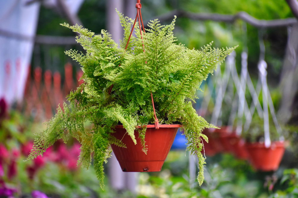 Cây dương xỉ (Ferns) - Dương xỉ trồng trong chậu treo hoặc trên giá sẽ rất đẹp. Chúng cần ánh sáng vừa và đất luôn ẩm, nên sẽ đòi hỏi bạn chăm sóc nhiều hơn một chút.