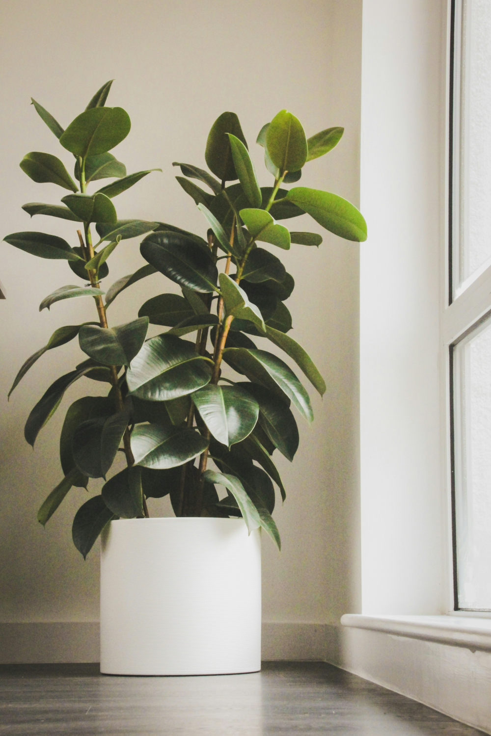 Cây cao su (Rubber Plant) - Cây cao su (Ficus elastica) trồng trong nhà rất đẹp và dễ sống. Chúng chỉ cần tưới mỗi tuần 1 lần. Cây này cũng độc nếu ăn phải, nên cần đặt ở nơi trẻ em và thú cưng không với tới.