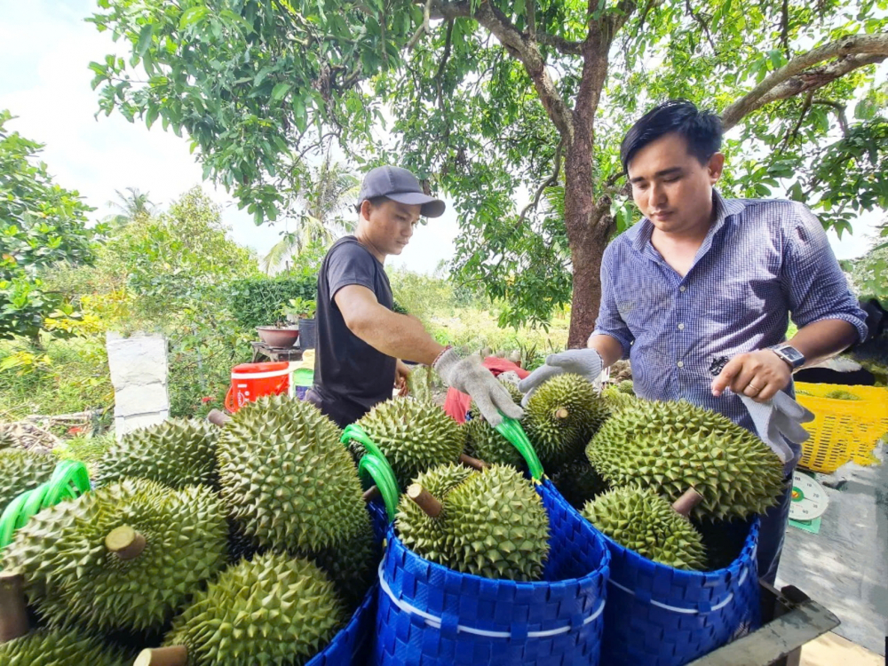 Nông sản phải an toàn, mới mong được giá Nông dân huyện Phụng Hiệp, tỉnh Hậu Giang thu hoạch sầu riêng bán cho thương lái để cung ứng cho doanh nghiệp xuất khẩu