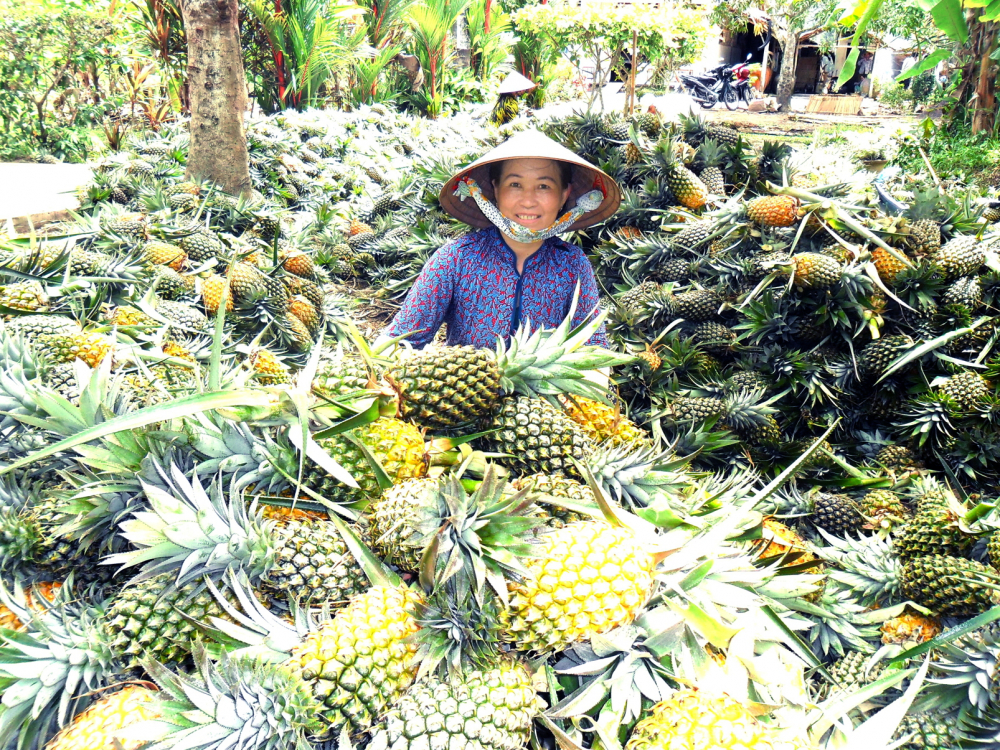 Nông sản phải an toàn, mới mong được giá Hiện tại, nông dân trồng khóm ở tỉnh Hậu Giang trông chờ việc xuất khẩu sang Trung Quốc thuận lợi để giá cao lên