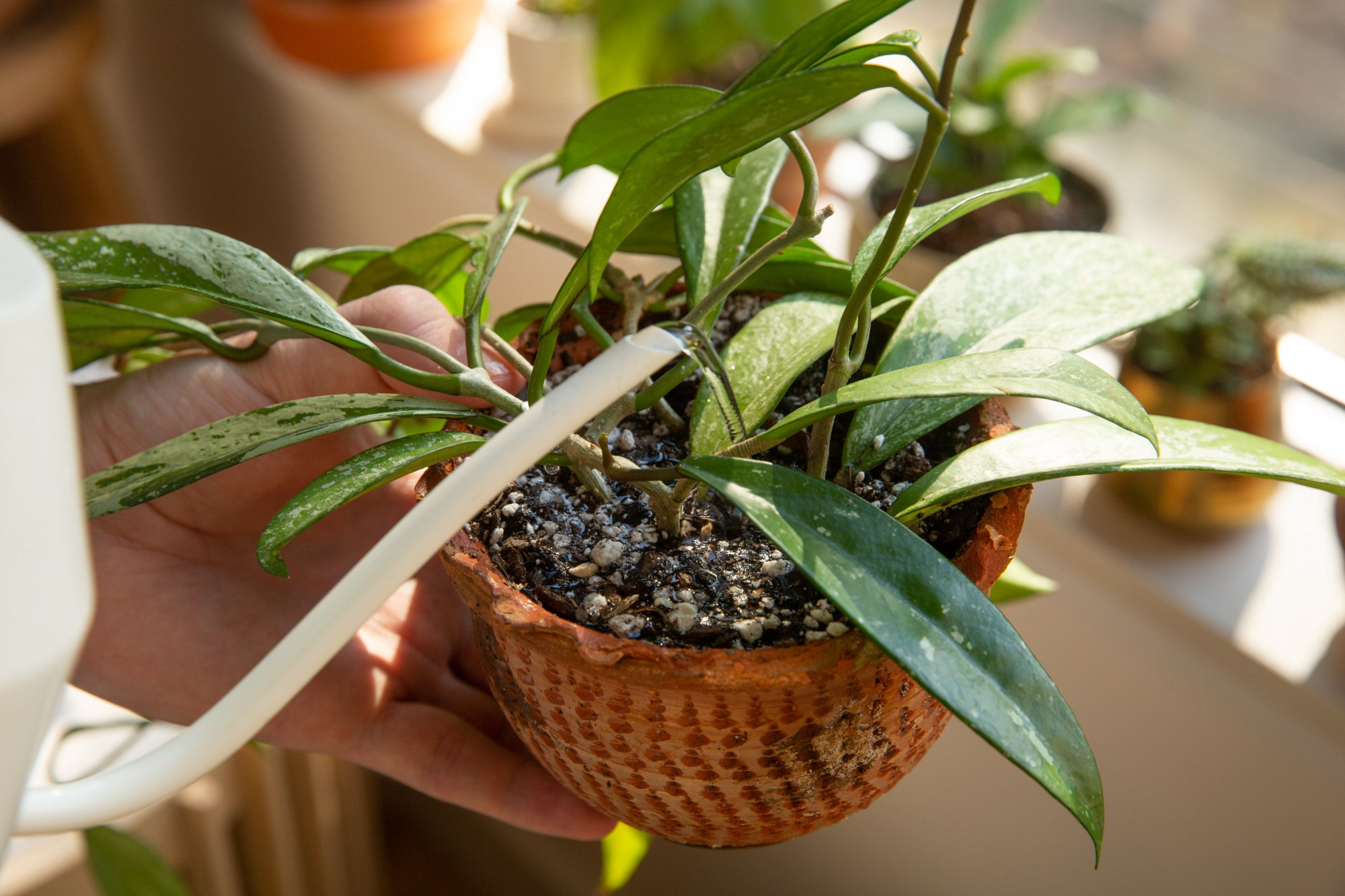 Cách Tưới Nước Cho Cây Trong Nhà Nước ở nhiệt độ phòng của bạn đã sẵn sàng để sử dụng, và đất có cảm giác khô, vậy bây giờ phải làm sao? Bạn có thể muốn nhỏ một ít nước để tránh tưới quá nhiều nước, nhưng điều này sẽ không có lợi cho cây của bạn nhiều. Để có hiệu quả, nước cần phải đến được rễ cây và đối với hầu hết các loại cây trồng trong nhà, phần lớn hệ thống rễ nằm sâu bên dưới bề mặt đất. Vì vậy, cách tốt nhất để tưới nước cho cây trồng trong nhà của bạn là ngâm kỹ đất và tiếp tục thêm nước cho đến khi nước bắt đầu chảy ra khỏi lỗ thoát nước của thùng chứa ở gốc. Nếu bạn hứng nước chảy tràn vào đĩa, đất của cây có thể hấp thụ thêm một chút trong khi nó nằm yên. Tuy nhiên, hãy đảm bảo đổ đĩa ra sau khoảng 10 phút, nếu không rễ cây của bạn có thể bị thối .  Một lựa chọn khác là đặt chậu cây của bạn vào một chậu nông với một hoặc hai inch nước và để cây hấp thụ nước từ gốc của chúng. Hoặc, nếu cây của bạn nằm trên một chiếc đĩa, hãy đổ đầy nước vào đĩa. Nếu cây cần nước, chất lỏng sẽ nhanh chóng ngấm qua các lỗ thoát nước vào đất. Tiếp tục đổ đầy đĩa cho đến khi nước không còn được hấp thụ nữa. Để các thùng chứa ngâm trong 15 đến 30 phút hoặc cho đến khi lớp đất trên cùng có cảm giác ẩm. Thực hành này được gọi là tưới nước dưới đáy và là phương pháp lý tưởng để tưới cho những cây không thích độ ẩm gần thân cây, chẳng hạn như xương rồng, cây mọng nước và hoa tím Châu Phi .