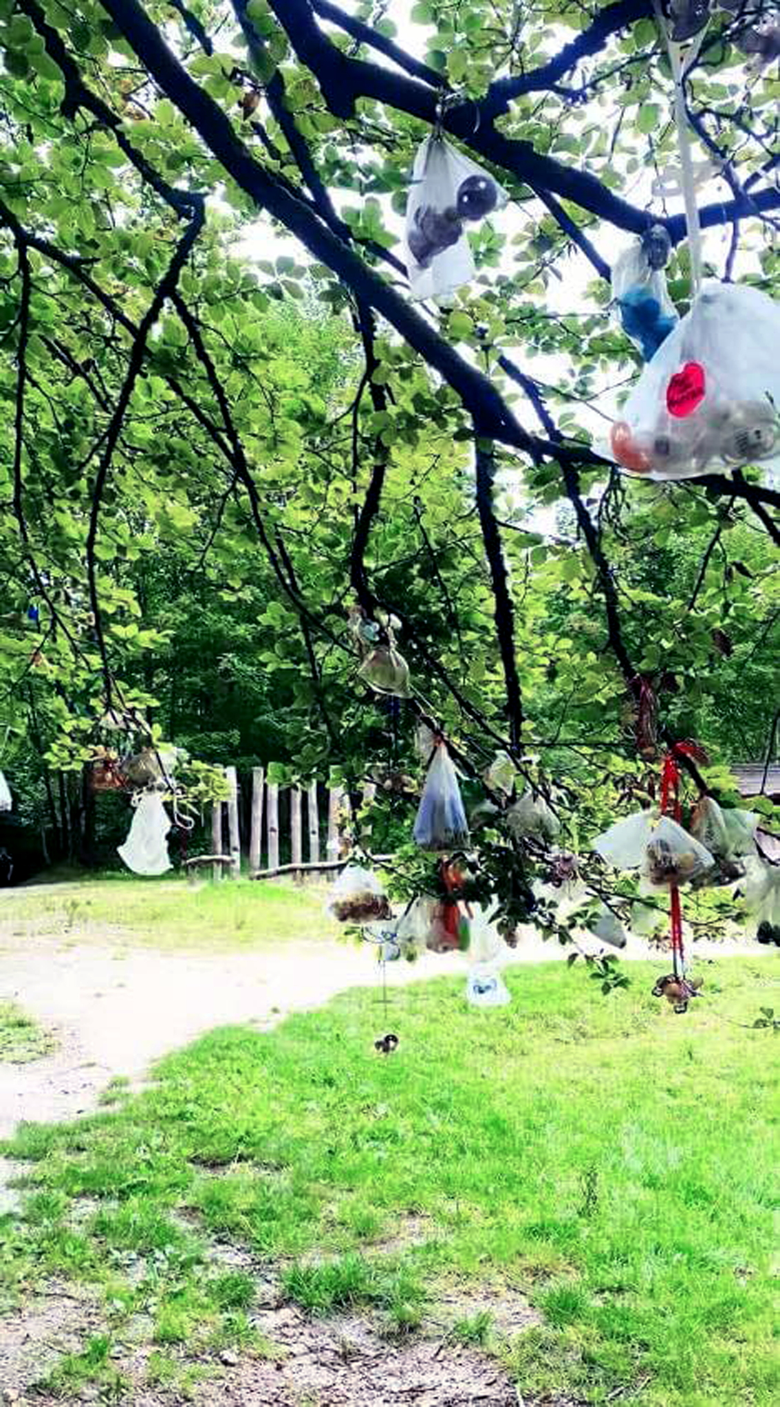 Cây núm vú ở Đan Mạch