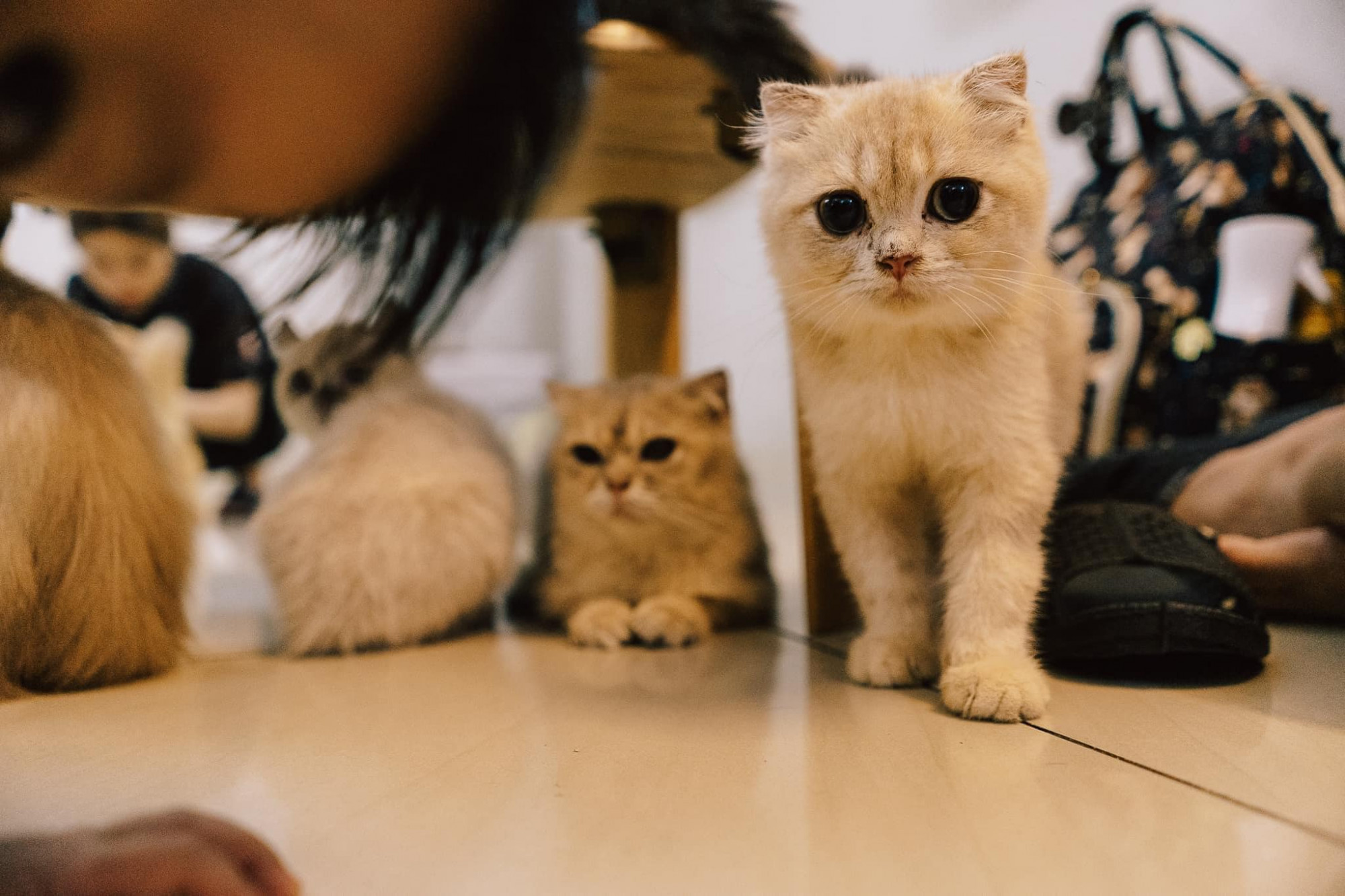 Cherry Pet Coffee tại 212 Nguyễn Tri Phương, Quận 10, là quán cà phê thú cưng đa dạng với khu vực riêng cho mèo, chó và cả capybara – loài gặm nhấm lớn dễ thương. Quán có không gian rộng, thoáng mát, được thiết kế thân thiện với thú cưng và khách hàng, tạo cảm giác thoải mái.
