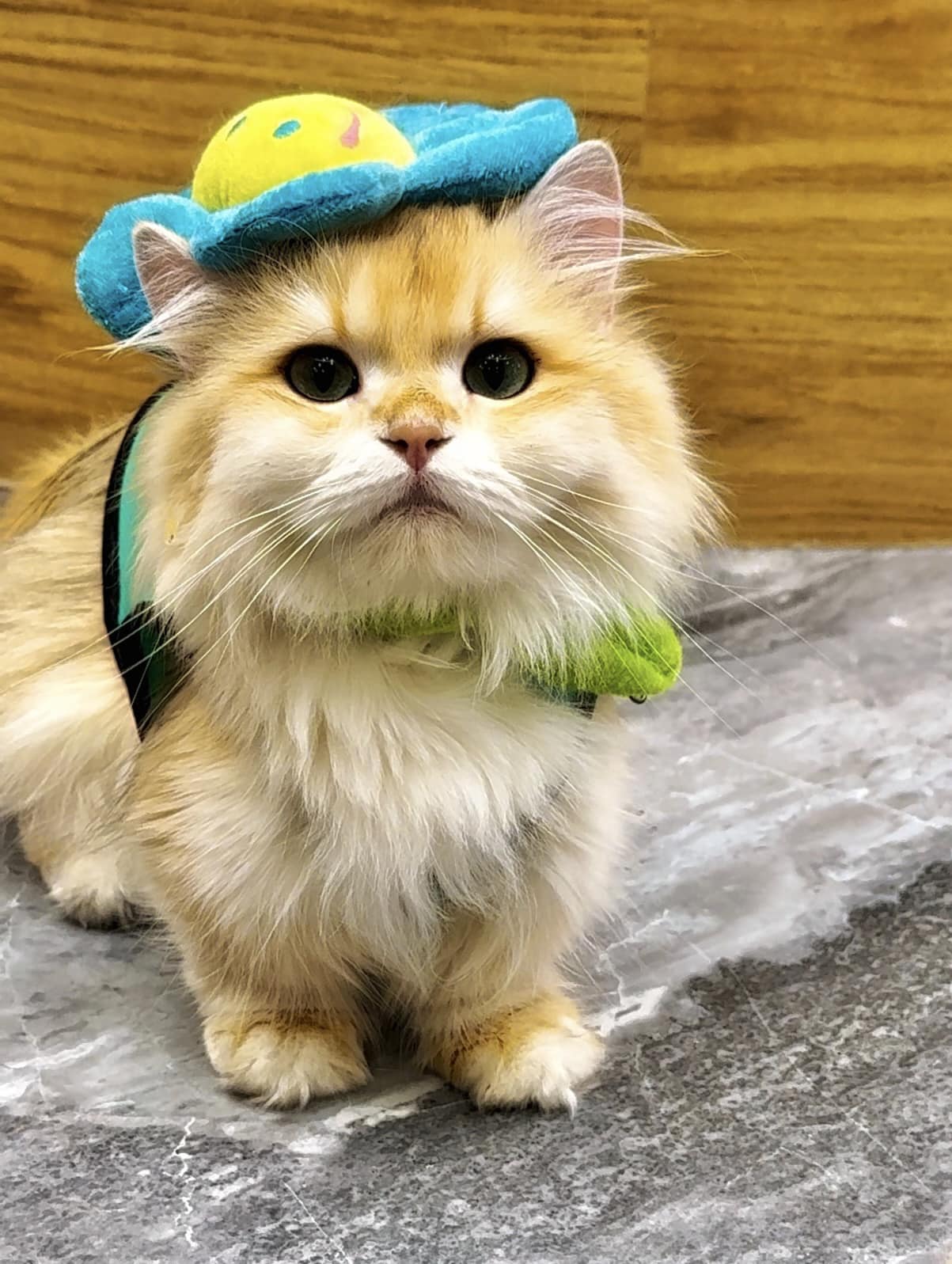 Quán có không gian hiện đại, sạch sẽ, với khoảng 20-25 chú mèo đa dạng giống như Scottish Fold, Bengal, và mèo Anh lông dài. Khách hàng có thể vừa thưởng thức cà phê ngon, trà và bánh ngọt, giá khoảng 50.000 – 100.000 đồng, vừa chơi đùa cùng mèo trong khu vực rộng rãi. 