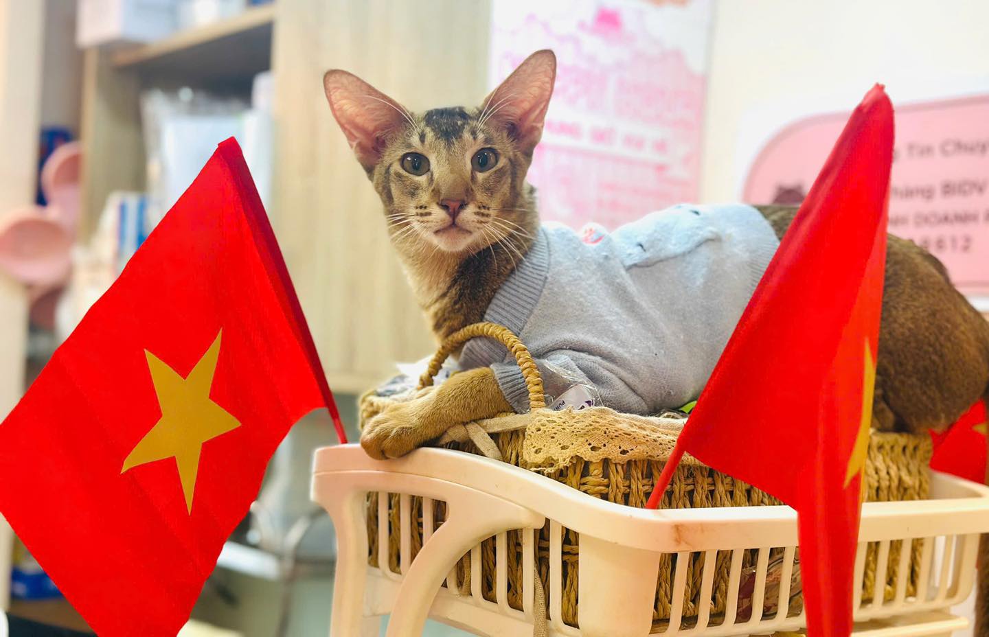 Purrfect Coffee tọa lạc tại tầng 4, số 8-10 Hoa Trà, Phường 7, Quận Phú Nhuận, TP.HCM, là quán cà phê mèo nổi bật với không gian rộng rãi lên đến 200m², thiết kế thoáng đãng và tinh tế, tạo cảm giác thư giãn tối đa cho khách. 