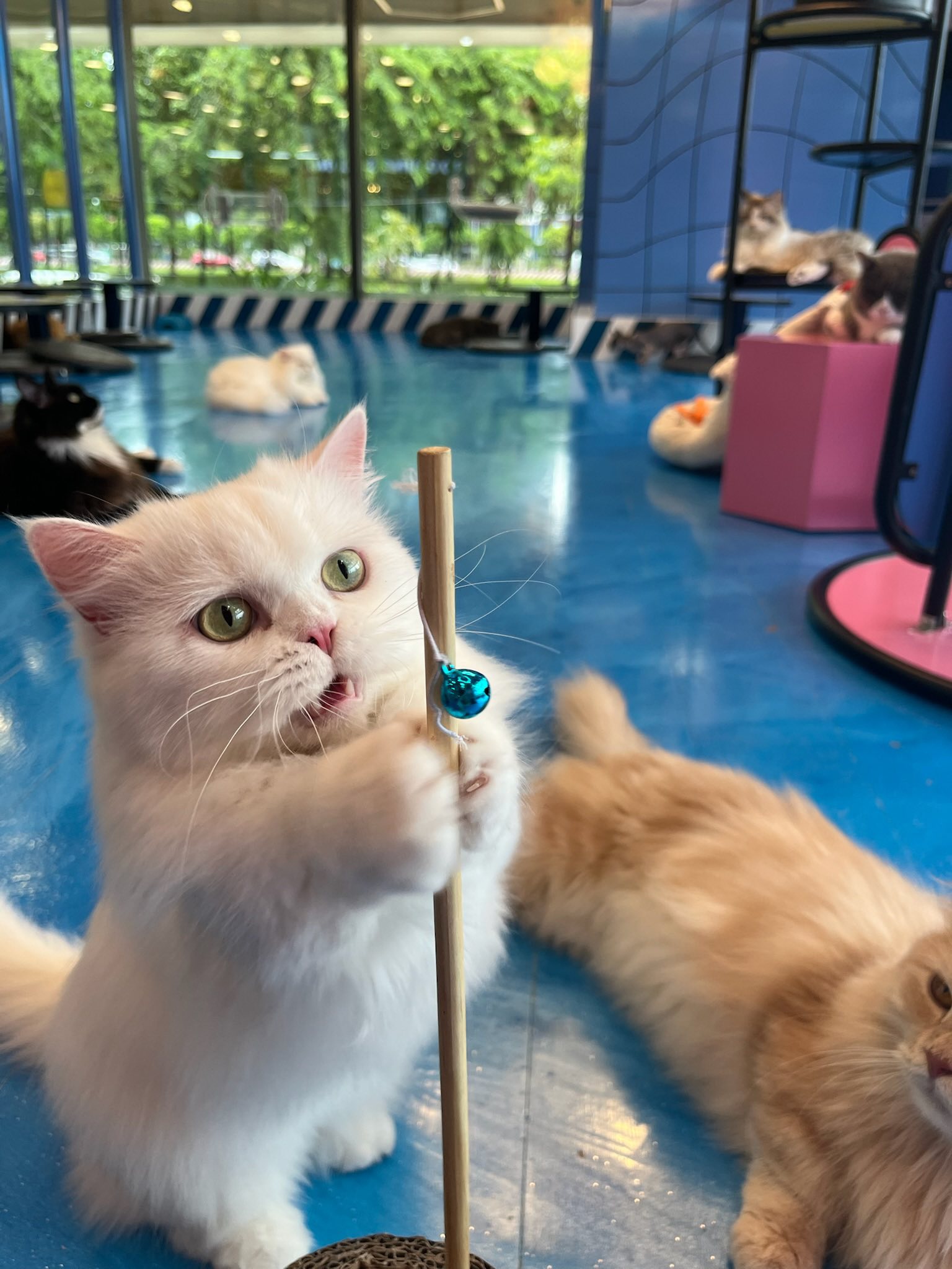 Catfe nuôi hơn 30 chú mèo đa chủng loại như Maine Coon, Scottish Fold, Munchkin, Bengal và Sphynx, tất cả đều được chăm sóc kỹ lưỡng, sạch sẽ. Thực đơn đa dạng với cà phê espresso, latte, trà đào, trà sữa và đặc biệt là món Meow Latte với hình vẽ mặt mèo dễ thương trên bề mặt. Giá đồ uống dao động từ 89.000 đến 120.000 đồng. 