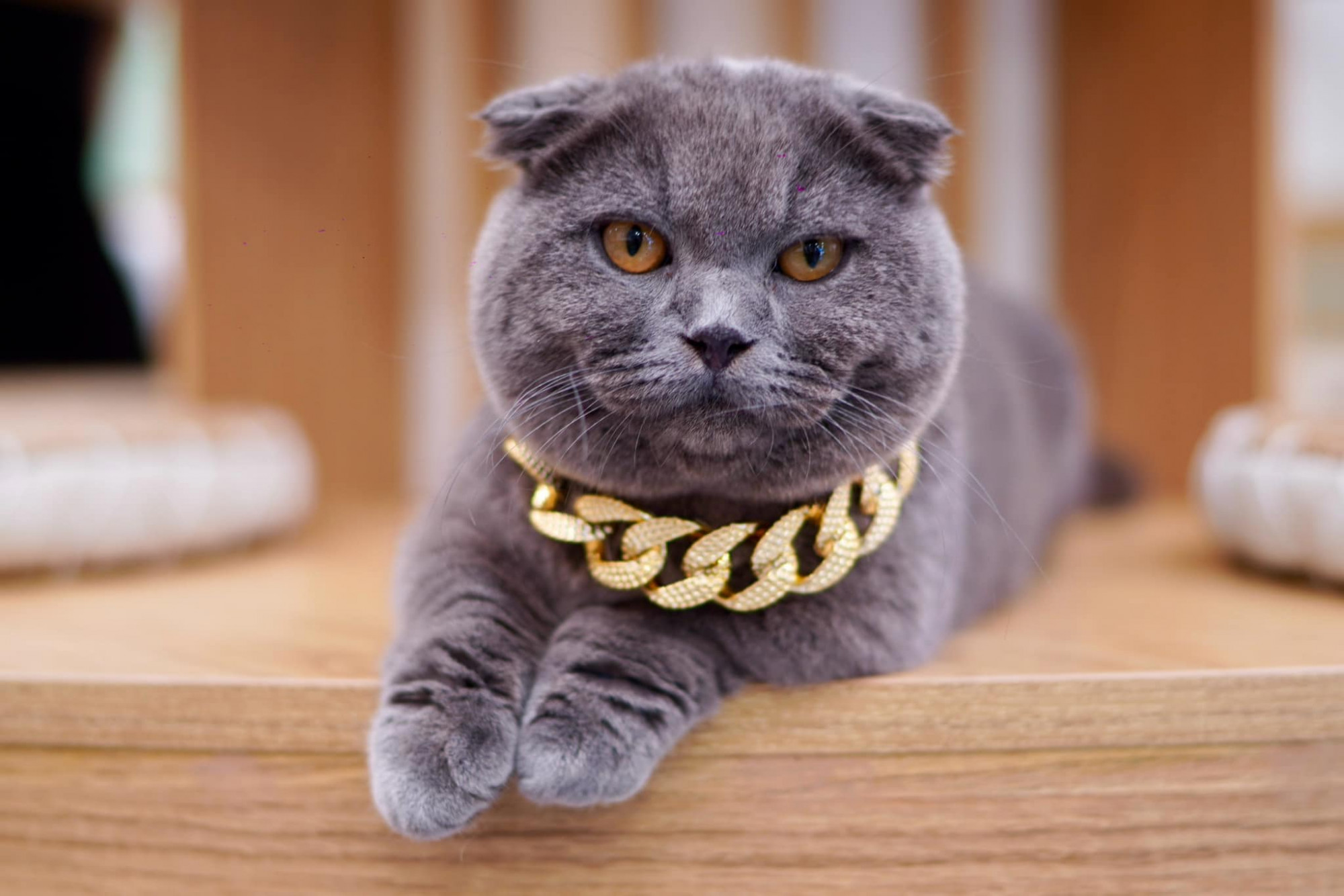  Ngoài ra, Mochi còn cung cấp dịch vụ chăm sóc thú cưng chuyên nghiệp, tạo nên trải nghiệm toàn diện cho người yêu mèo. Quán mở cửa từ 9h00 đến 21h00, rất phù hợp cho những ai muốn thư giãn và chăm sóc thú cưng cùng lúc.