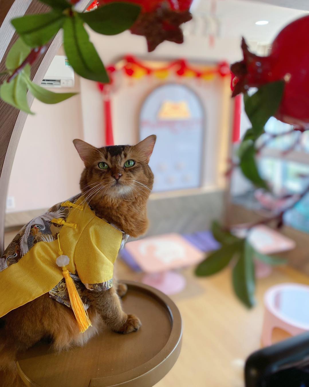Quán nuôi hơn 39 chú mèo đa dạng chủng loại như Maine Coon, Ragdoll, Munchkin, Kinkalow, Persian, Bengal, Sphynx… giúp các “sen” tha hồ vui chơi và tương tác. Điểm nhấn của Purrfect Coffee là dịch vụ “chuẩn” 5 sao với quầy buffet đa dạng đồ ăn và thức uống, cùng hệ thống board games phong phú, phù hợp cho nhóm bạn và gia đình. 