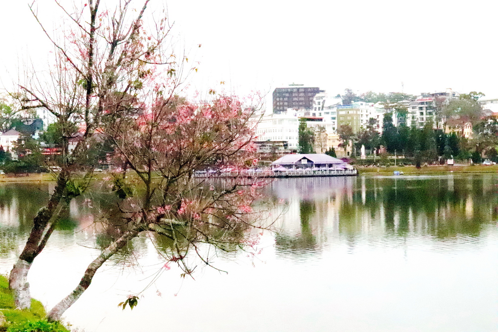 Một góc đẹp ở Đà Lạt vợ chồng tác giả chụp được trong một lần đi cùng nhau 