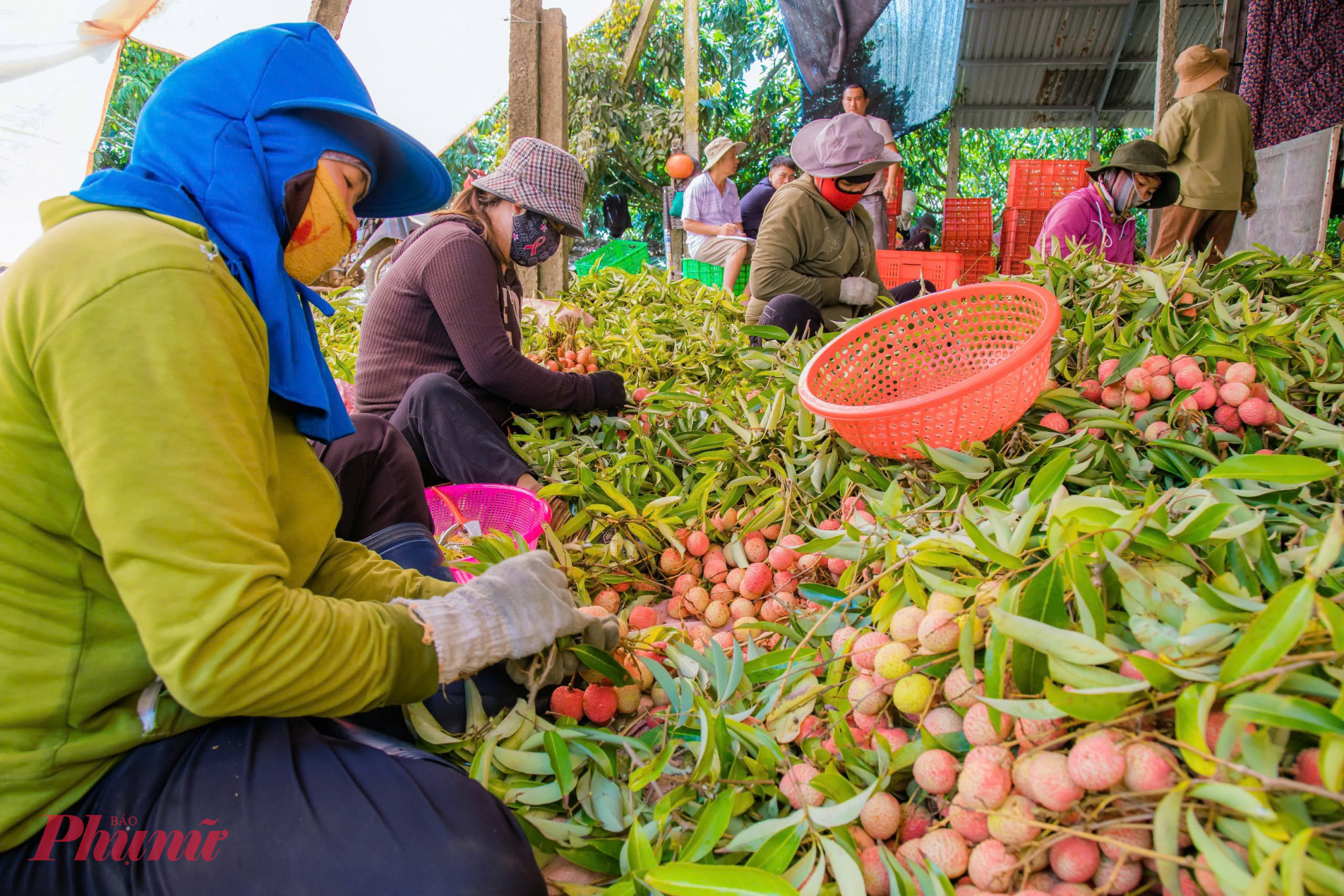 những người phụ nữ ngồi quây quần thành từng nhóm, khéo léo cắt tỉa, chỉnh sửa, rồi bó gọn thành từng chùm đẹp mắt. 
