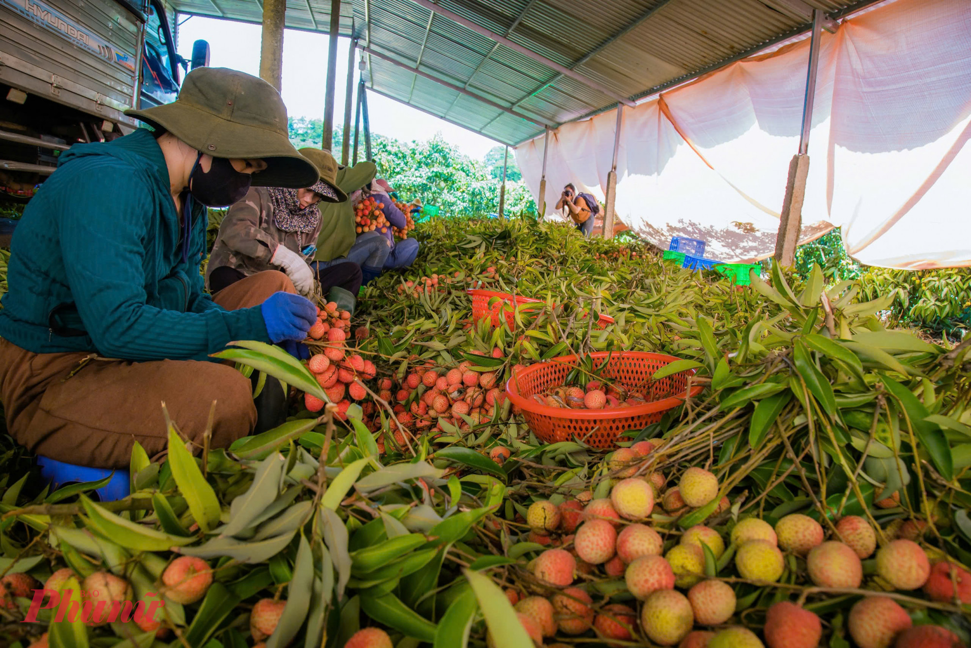 Với giá bán khoảng 58.000 đồng/kg như hiện nay, gia đình ông Long dự kiến mang về doanh thu trên 1 tỉ đồng/ha vải thiều.