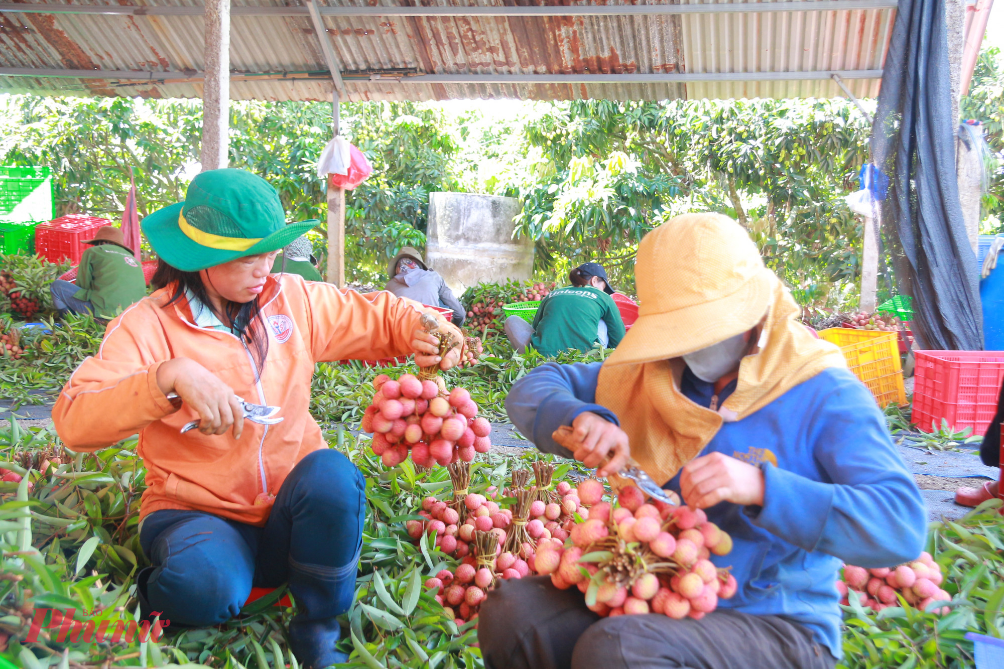 Sau khi được cắt tỉa gọn gàng, những cành vải được bó lại thành từng chùm đều đặn, đẹp mắt.