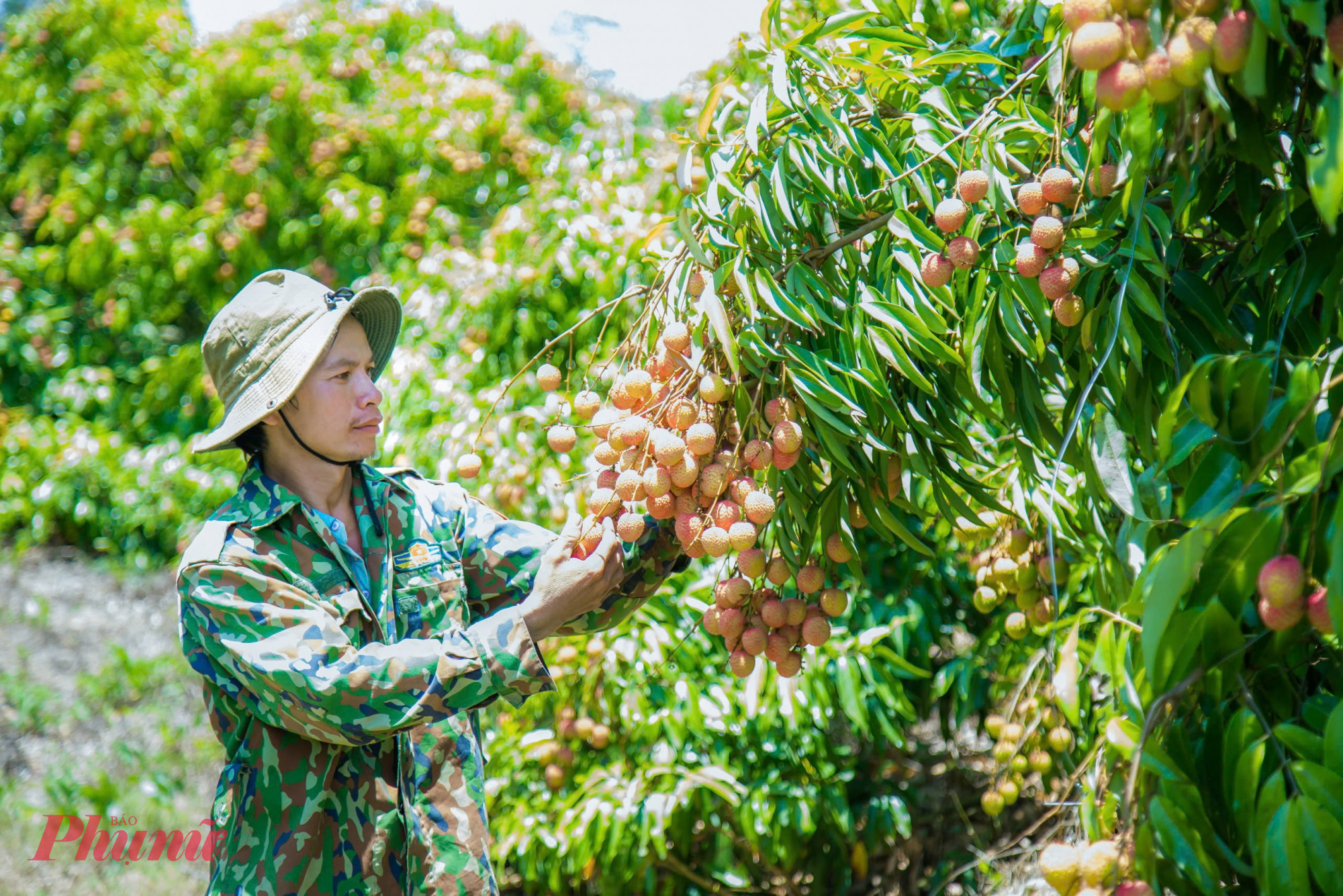 Với sản lượng khoảng 15 tấn/ha, cây vải đã giúp nhiều hộ dân thu lãi từ 200 triệu đến cả tỷ đồng mỗi hécta (tùy theo giá bán và sản lượng).