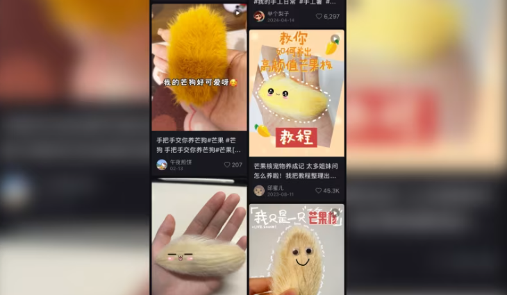  thanh niên Trung Quốc nuôi và chải chuốt hạt xoài làm thú cưng. (Ảnh: Xiaohongshu)