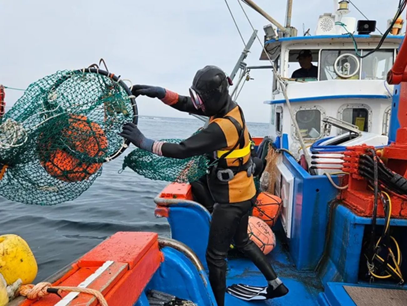 Một thợ lặn Haenyeo ném lưới taewak xuống nước trước khi lặn để bắt nhím biển — Ảnh: HoJoon Lee
