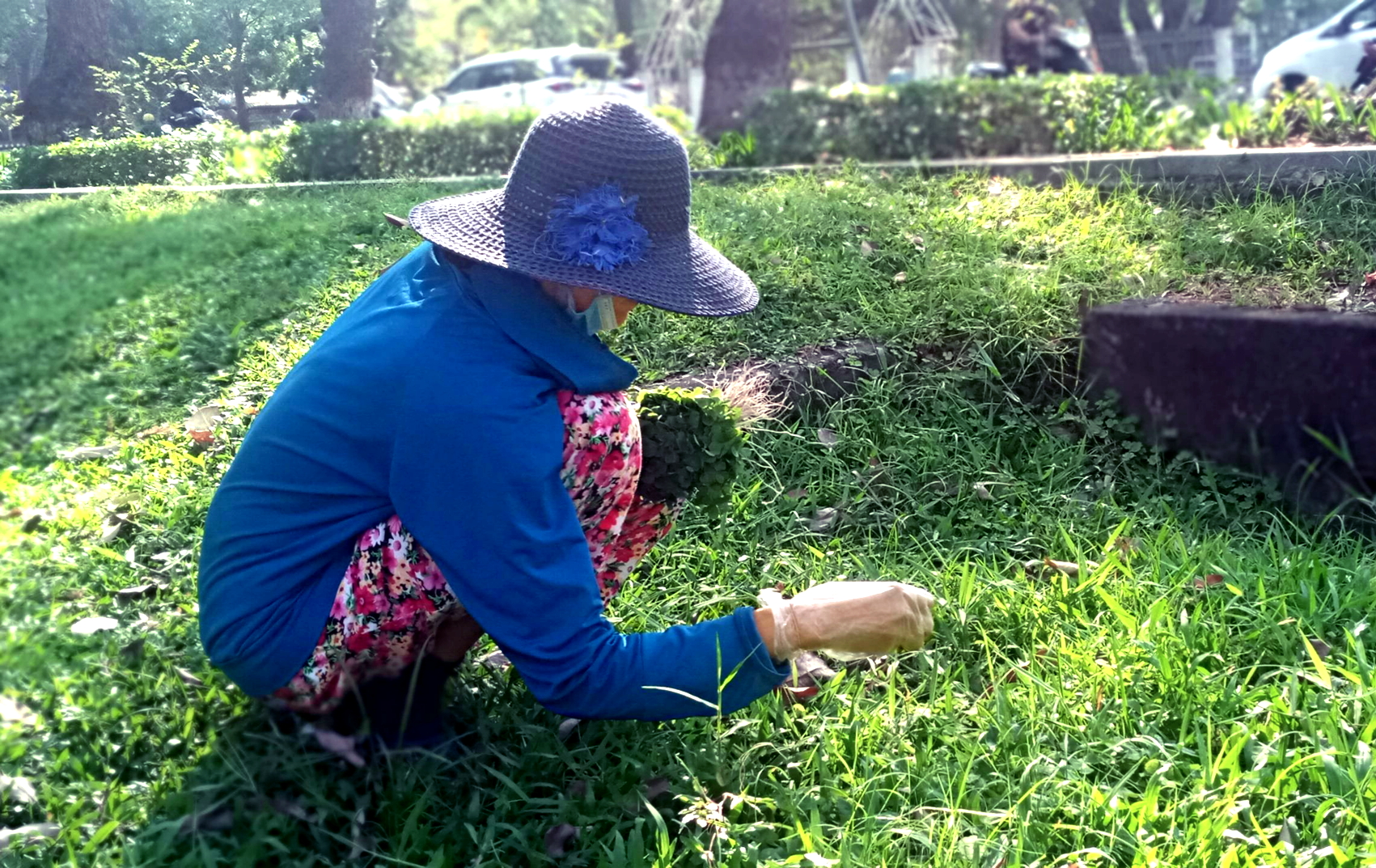Người phụ nữ hái rau me trong công viên thành phố