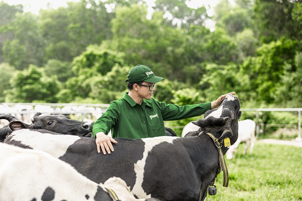 Đàn bò sữa được chăm sóc trong môi trường thuần tự nhiên là yếu tố tiên quyết để tạo nguồn sữa Green Farm chuẩn “5 không” - Ảnh Vi Nam