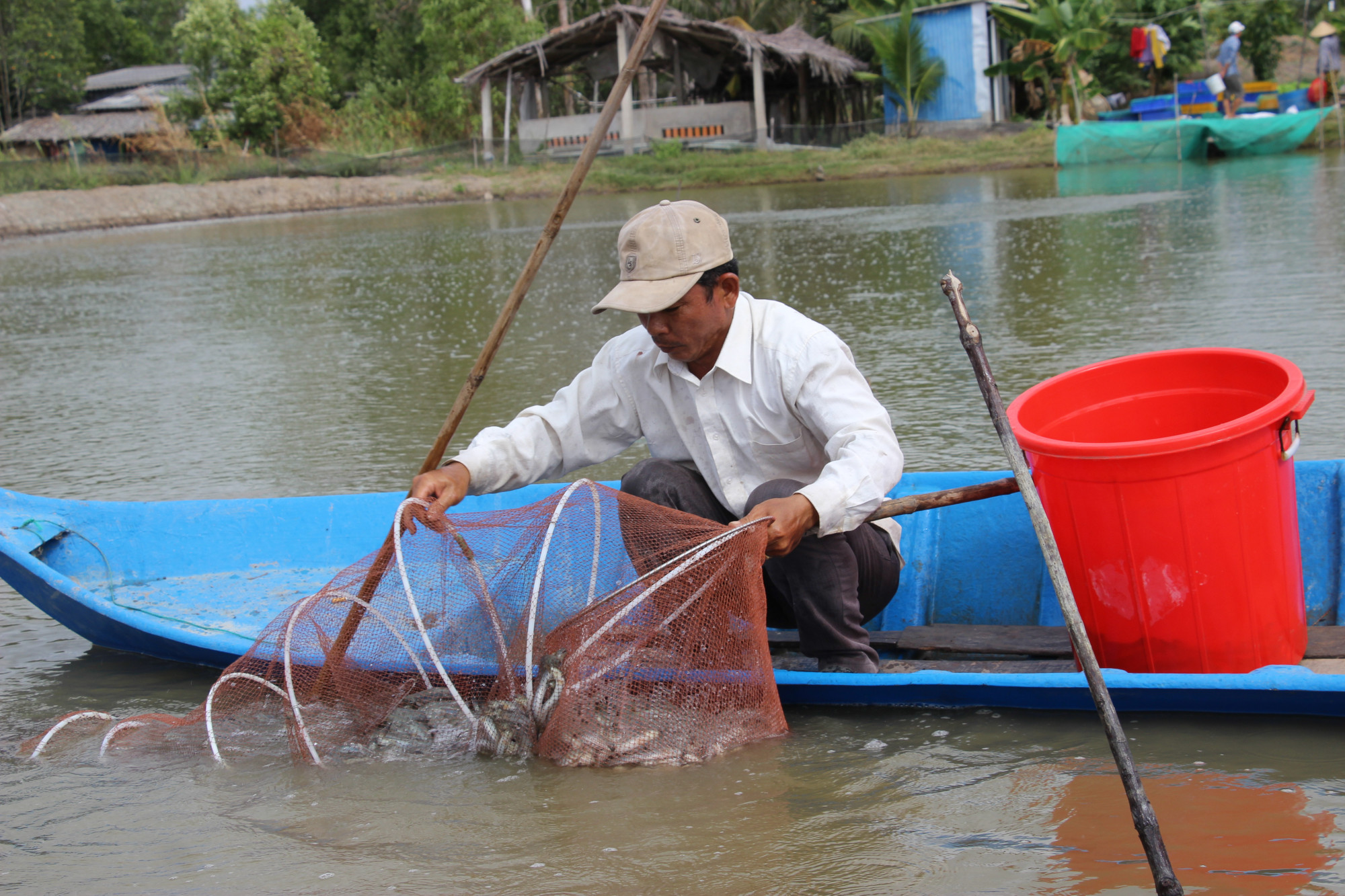 Người dân thu hoạch cá kèo thương phẩm bán cho thương lái với giá cao... Ảnh: Hoàng Thịnh