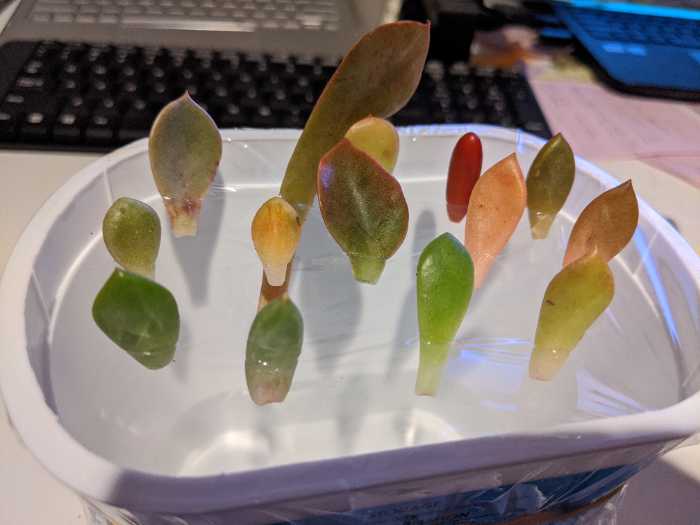 1 uccesswithsucculents