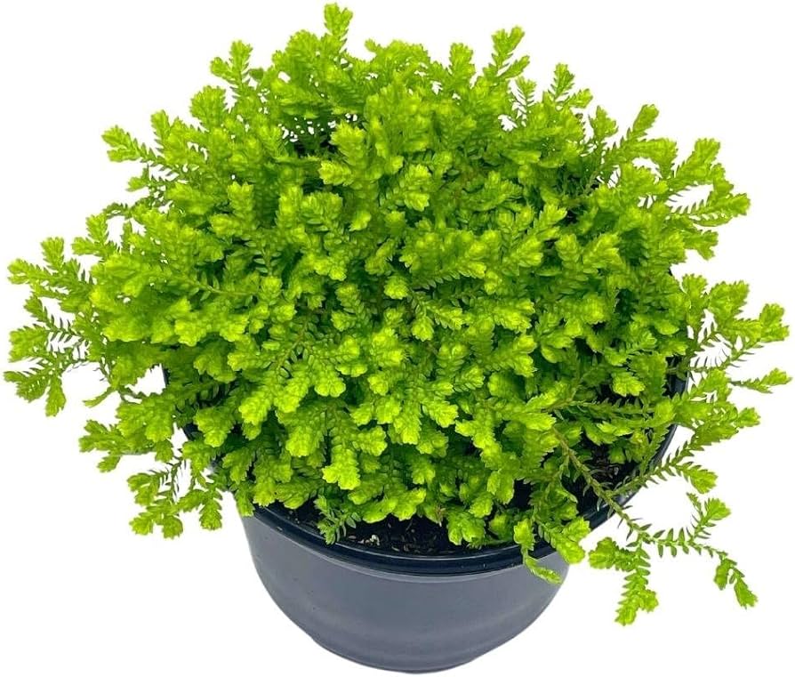 Rêu gai (Selaginella)Không thực sự là rêu, loài cây này có tán lá mềm mại, đẹp. Gần như không thể giữ cho nó sống trong một ngôi nhà trung bình vì nó ưa độ ẩm cao. Điều này làm cho hồ cạn trở thành môi trường hoàn hảo cho loài cây quyến rũ này - Ảnh: Amazon