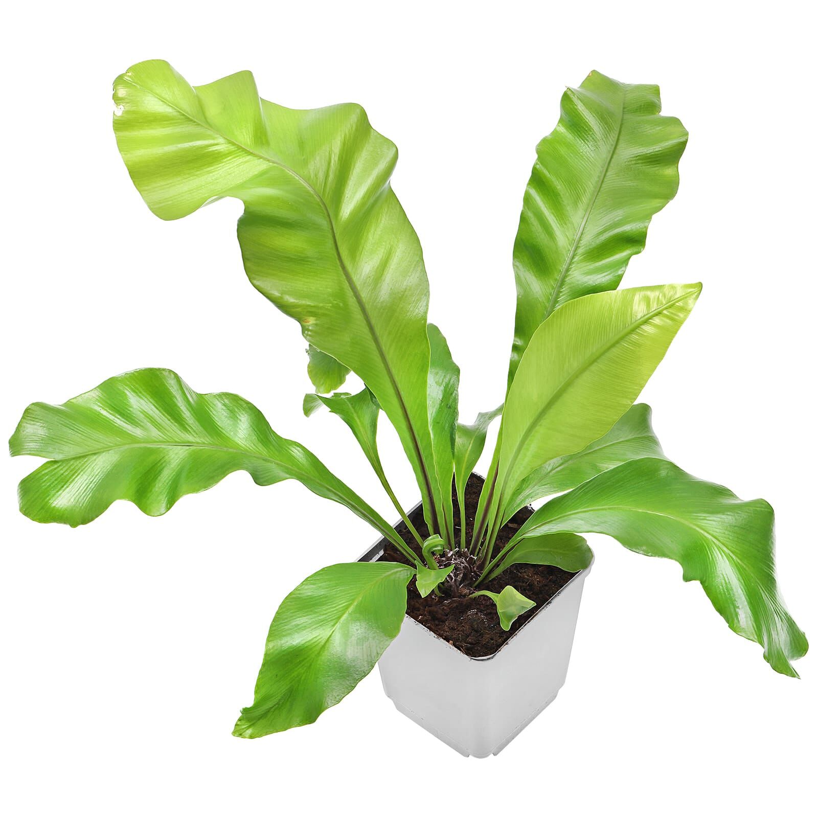 Cây dương xỉ tổ chim (Asplenium)Với hình dạng tổ chim độc đáo, dương xỉ tổ chim thích độ ẩm, vì vậy chúng sẽ rất phù hợp khi ở trong hồ cạn. Chúng cũng thích đất ẩm, nhưng không muốn bị ướt sũng. rhsplants