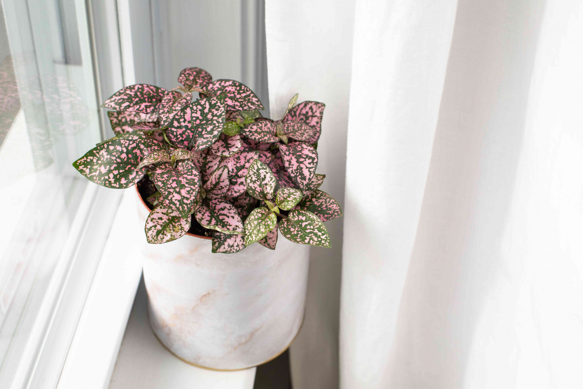 Cây chấm bi (Hypoestes) Với cái tên dễ thương như vậy, bạn không thể sai được! Cây chấm bi có lá đốm màu hồng, đỏ hoặc trắng. Cây phát triển chậm và ưa ẩm, khiến nó trở thành cây lý tưởng trong hồ cạn. Cắt tỉa nếu cây trở nên quá cao - Ảnh:T.S