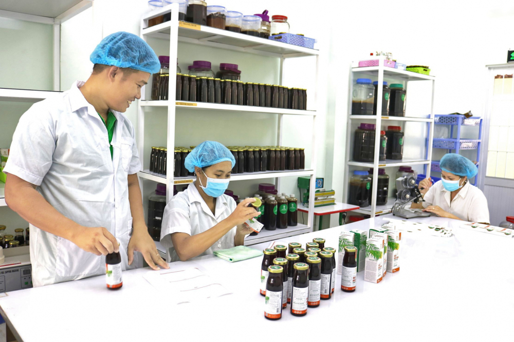 Thấy gì từ cơn sốt dừa ở đồng bằng sông Cửu Long? Chế biến mật hoa dừa hữu cơ ở Công ty TNHH Trà Vinh FARM (Sokfarm), huyện Tiểu Cần, tỉnh Trà Vinh