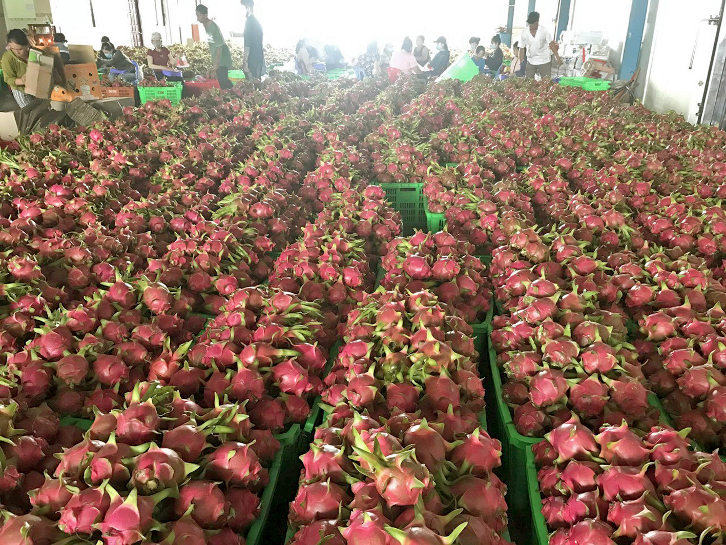 Đoàn thanh tra EU chuẩn bị đến Việt Nam thanh tra thanh long và một số mặt hàng khác Đóng gói thanh long xuất khẩu tiểu ngạch ở huyện Hàm Thuận Nam) - Ảnh: Anh Tuấn