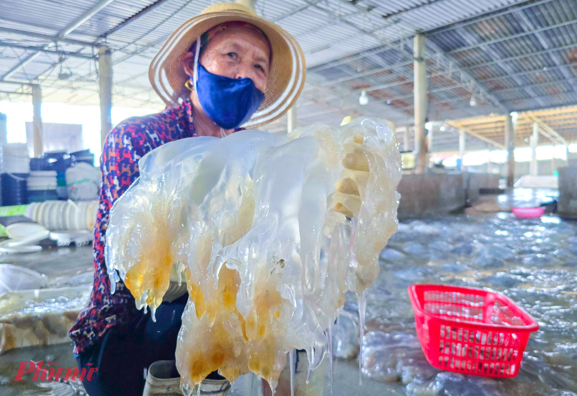 Sứa sau khi đánh bắt từ biển về được người dân tách riêng từng bộ phận để sơ chế