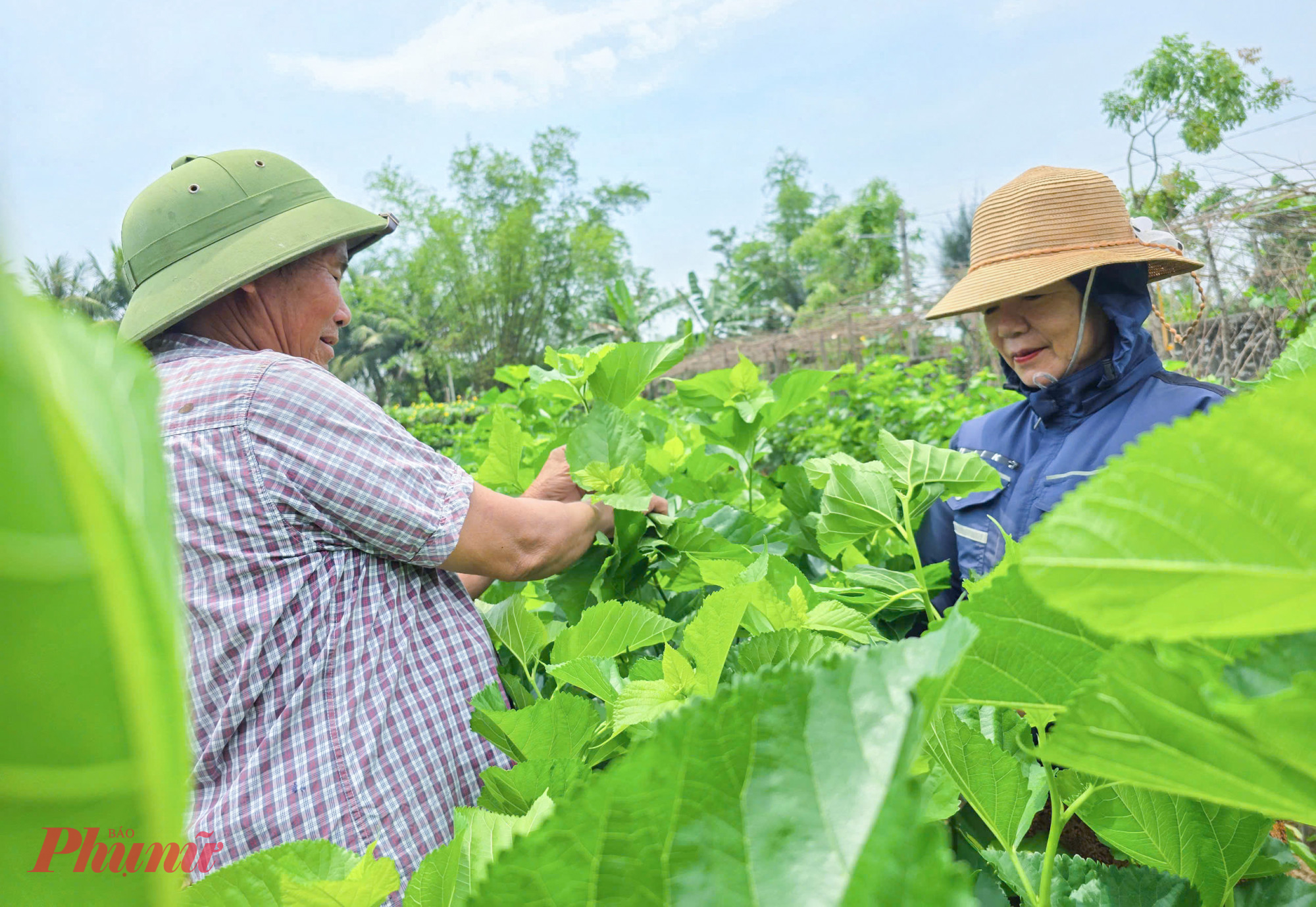 Diễn Kim là xã ven biển thuộc huyện Diễn Châu (tỉnh Nghệ An), được biết đến với nghề trồng dâu nuôi tằm, ươm tơ nổi danh xứ Nghệ từ bao đời nay. Dù phải thức khuya dậy sớm, làm việc liên tục giữa trời nắng hay lạnh, nhiều người dân Diễn Kim vẫn bám trụ với nghề như một cách gìn giữ ký ức quê hương và nét đẹp văn hóa dân tộc. Nhờ vậy, nhiều vườn dâu vẫn vươn lên xanh tốt, nằm xen lẫn trong những ngôi nhà cao tầng đang đua nhau “mọc” lên.
