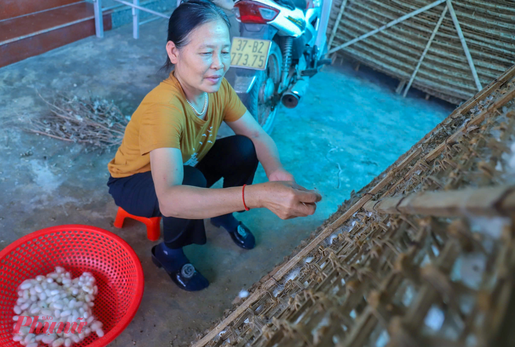 Kén chín, người dân sẽ gỡ ra khỏi né để nhập cho các cơ sở thu mua với giá 140.000 đồng/kg. Đây cũng giai đoạn quan trọng nhất của sản xuất tơ tằm. Bà Nguyễn Thị Thu (61 tuổi, trú xã Diễn Kim) nói rằng, nếu thuận lợi thì thu nhập từ nghề nuôi tằm khá cao. Song tằm rất khó nuôi, nhạy cảm với thời tiết. “Nếu trời mưa gió, sấm chớp, tằm sẽ chết, kén hỏng, nếu nóng quá cũng không được” - bà Thu nói. 