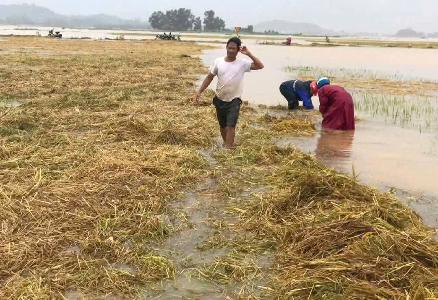 Người dân cào rơm rạ phủ kín trên các ruộng lúa chưa thu hoạch - Ảnh: Hoàng Xuân