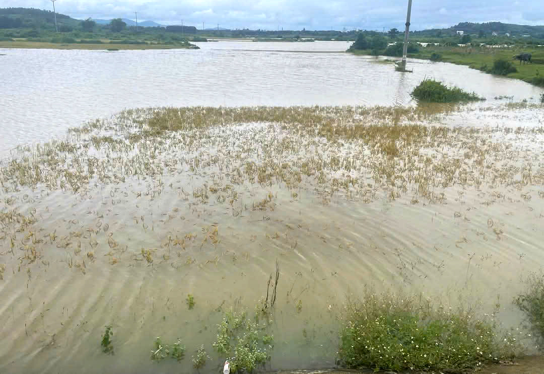 Hàng trăm ha lúa chín vàng ở Hà Tĩnh ngập băng trong nước lũ - Ảnh: Xuân Chinh