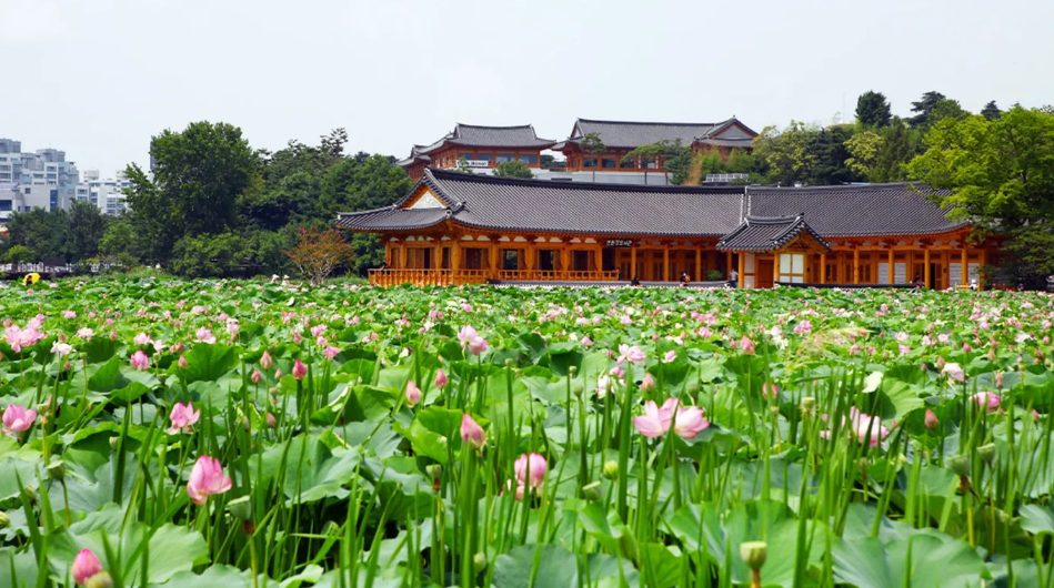 Dạo quanh công viên Deokjin. Công viên tuyệt đẹp này có từ thời triều đại Goryeo và được bảo tồn di sản kiến trúc truyền thống. Deokjin rất yên tĩnh và nổi tiếng với ao hồ hoa sen nở rộ. Du khách có thể đi qua cây cầu bắc qua ao để chiêm ngưỡng vẻ đẹp của sen - Ảnh:Visit Jeonju