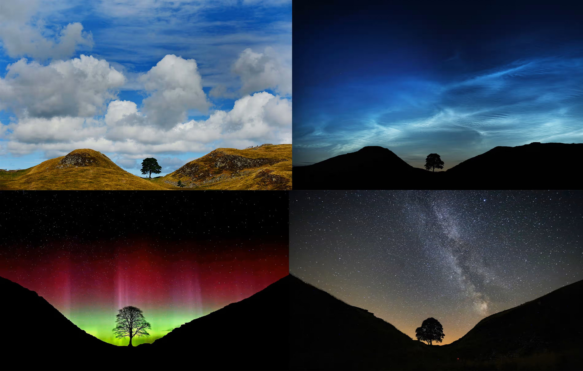 Ảnh chụp cây ở Sycamore Gap tại nhiều thời điểm trong năm. Ảnh: Owen Humphreys/PA
