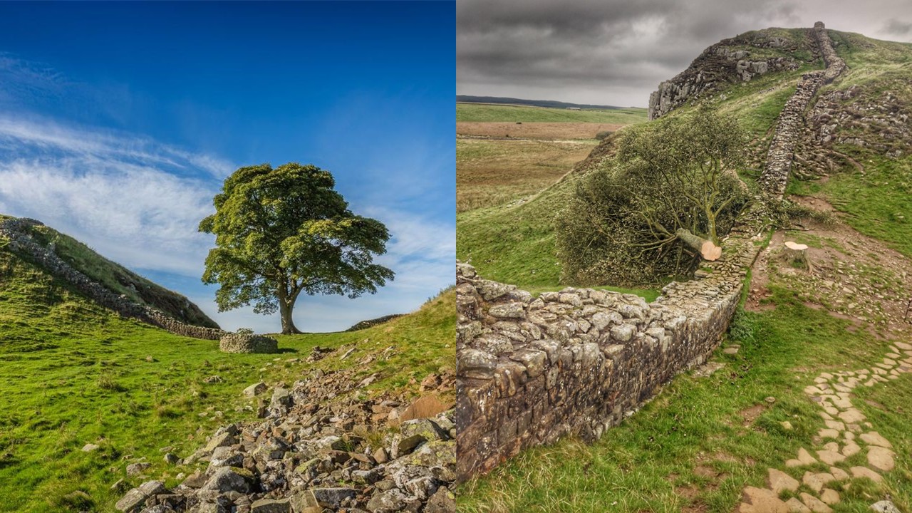 Cây sung dâu Sycamore Gap trước và sau khi bị đốn hạ - Ảnh: X/@northumbriapol