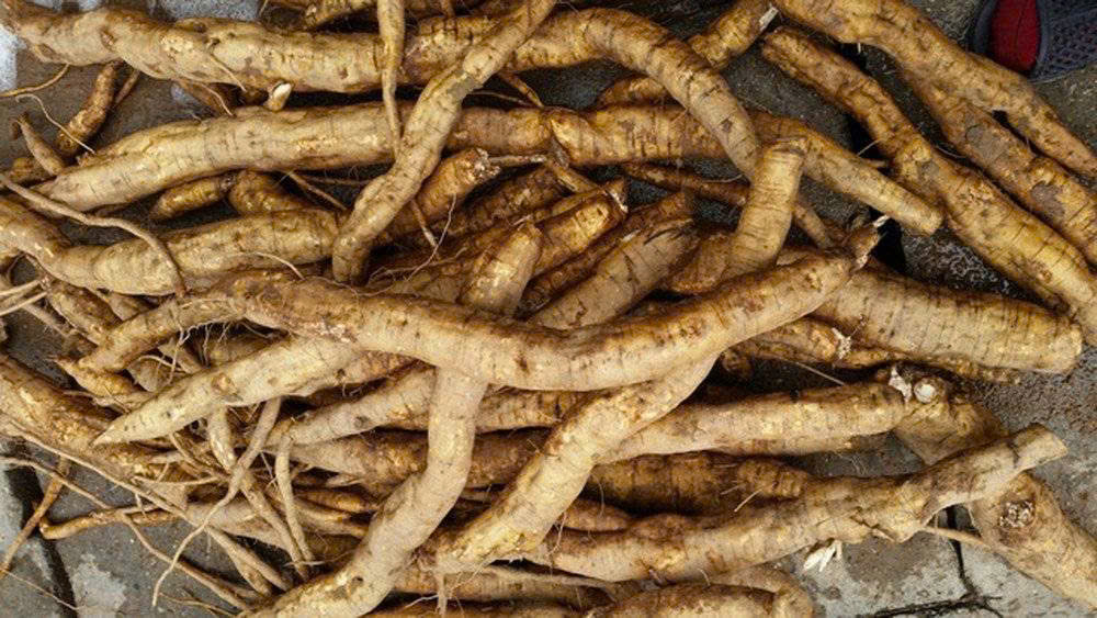 Củ sắn dây - thứ củ màu nâu, sần sùi này lại là tuổi thơ của rất nhiều người - Ảnh minh họa